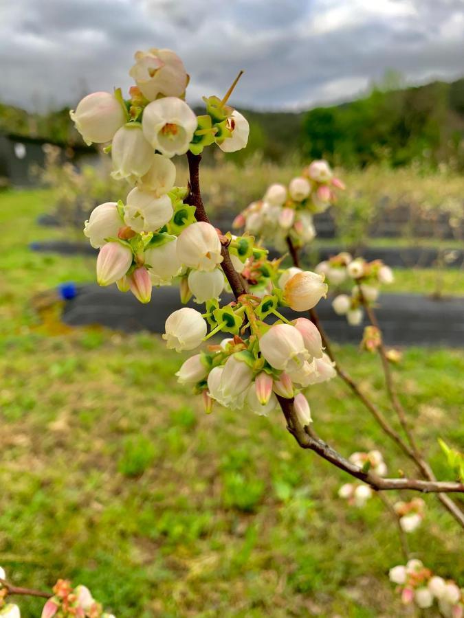 Vila Quinta De Requeixo Guimarães Exteriér fotografie